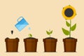 Plant growing stages. Green plant flower, graphic gardening seedling plant. Sunflower. Vector illustration Royalty Free Stock Photo