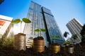 Plant growing step with coins stack on dirt and sunshine in nature morning light. concept saving money Royalty Free Stock Photo