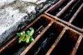 Plant growing through street