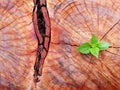 Plant growing through of trunk of tree stump