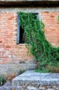 Plant growing through window Royalty Free Stock Photo