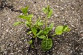 Plant grown from the asphalt road Royalty Free Stock Photo