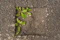 A plant grown from under the asphalt road Royalty Free Stock Photo