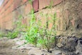 Plant grows from concrete breaks through the asphalt Royalty Free Stock Photo