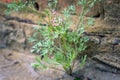 Plant grows from concrete breaks through the asphalt Royalty Free Stock Photo