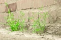 Plant grows from concrete breaks through the asphalt Royalty Free Stock Photo