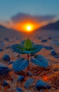 Plant grows in the desert at sunset. A sprout growing from the bottom of an orange sand dune Royalty Free Stock Photo