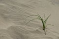 The plant grows in dune.