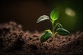 Plant grows, farming and plant growth is set against a green with blurry backdrop, sprouting from seed and developing Royalty Free Stock Photo