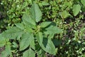 Amaranth. Amaranthus retroflexus. Annual plant. Weed Royalty Free Stock Photo