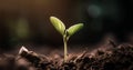 Plant grows macro, green farming and plant growth is set against with blurry backdrop, sprouting from seed and developing into a Royalty Free Stock Photo