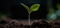 Plant grows macro, green farming and plant growth is set against with blurry backdrop, sprouting from seed and developing Royalty Free Stock Photo