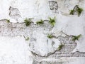 Plant grows on old rotten brick wall Royalty Free Stock Photo
