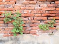 Plant grows in old wall Royalty Free Stock Photo