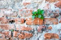 Plant that grows from an old wall Royalty Free Stock Photo