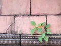 Plant grows in old wall Royalty Free Stock Photo