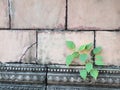 Plant grows in old wall Royalty Free Stock Photo