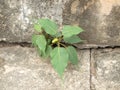 Plant grows in old wall Royalty Free Stock Photo