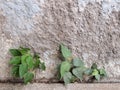 Plant grows in old wall Royalty Free Stock Photo