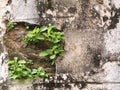 Plant grows in old wall Royalty Free Stock Photo