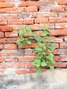 Plant grows in old wall Royalty Free Stock Photo