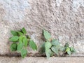 Plant grows in old wall Royalty Free Stock Photo