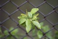 Plant grows through an old wire fence Royalty Free Stock Photo