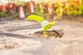 Plant grows out of the ground. ÃÂgriculture in the garden Royalty Free Stock Photo