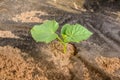 Plant grows out of the ground. Top view. Royalty Free Stock Photo