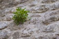 The plant grows out of the wall