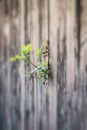 A plant grows over a wooden fence