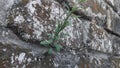 a plant grows among the rocks Royalty Free Stock Photo