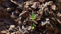 A plant grows on the rocky ground