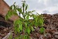 The plant grows on the site of a house destroyed by an earthquake. A pile of bricks. Environment