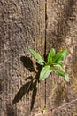 the plant grows through the stone as a symbol of the power of life, close up, selective focus Royalty Free Stock Photo