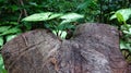 A plant grows on a stump and is very poetic