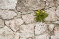The plant grows up in the rock wall. Royalty Free Stock Photo