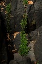 Plant growth on chasm rock wall Royalty Free Stock Photo