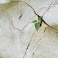 Plant growth in cracked stone