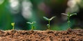 plant growth in farm with green leaf background. agriculture plant seeding growing step concept Royalty Free Stock Photo