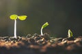 plant growth in farm with sunset background. agriculture seeding growing step concept