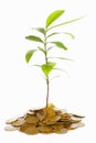 Plant growth between gold coins Royalty Free Stock Photo