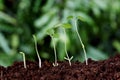 Plant growth-New beginnings Royalty Free Stock Photo