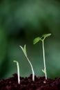 Plant growth-New beginnings Royalty Free Stock Photo