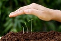 Plant growth-New beginnings Royalty Free Stock Photo