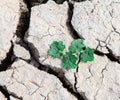 Plant growth through out dried cracked mud Royalty Free Stock Photo