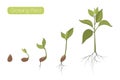 Plant growth phases stages flat vector illustration. Evolution germination progress concept. Seed, bean, sprout, tree. Royalty Free Stock Photo