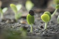 Plant growth from seed tree. Royalty Free Stock Photo