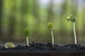 Plant growth from seed tree. Royalty Free Stock Photo