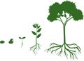 Plant growth stage from seed to adult tree with root system. Life cycle of tree Royalty Free Stock Photo